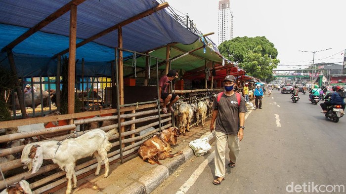 Trotoar Tanah Abang Kembali Jadi Tempat Dagang Hewan Kurban Jelang Idul Adha, pedagang hewan kurban mulai bermunculan di Jakarta, Selasa (28/7/2020). Namun sebagian dari mereka menjadikan trotoar sebagai tempat untuk menjual hewan kurban.
