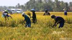 Wow! 400 Hektar Sawah di Cikeusik Panen Raya