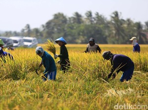 Kemampuan Daya Beli Petani Terus Membaik, Ini Faktornya
