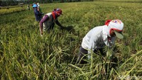 Para petani ada yang memanen dengan cara manual adapula dengan menggunakan mesin panen padi (combine harvester).