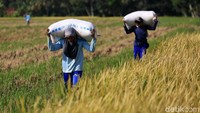 Gabah hasil panen petani ini akan diserag oleh Bulog. Perum Bulog terus melakukan penyerapan gabah dan beras petani pada musim panen raya untuk menjaga stok.