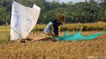 Wow! 400 Hektar Sawah di Cikeusik Panen Raya