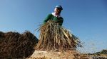 Wow! 400 Hektar Sawah di Cikeusik Panen Raya