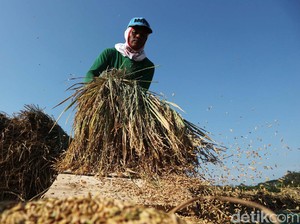 Daya Beli Petani Naik, Kesejahteraannya Dinilai Terus Meningkat