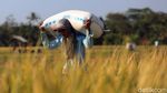 Wow! 400 Hektar Sawah di Cikeusik Panen Raya