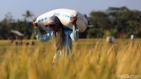 Penyerapan gabah dan beras itu dilakukan untuk memupuk stok cadangan pemerintah guna memenuhi kebutuhan sampai akhir tahun. Selain itu, pengadaan ini juga demi menggerakkan perekonomian petani dan memulihkan roda perekonomian nasional.