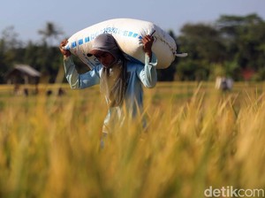 BPS: Daya Beli Petani Mei 2021 Naik 0,44%