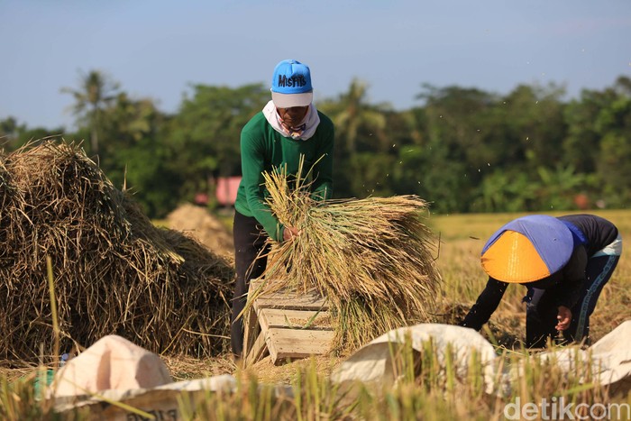 Petani melakukan panen di Desa Rancaseneng, Kecamatan Cikeusik, Pandeglang, Banten, Selasa (28/7/2020). Sebanyak 400 hektar sawah panen dengan baik.