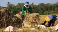 Penyerapan secara serentak ini bertujuan untuk menjaga harga jual petani selama masa panen. Hal ini sesuai dengan salah satu tugas yang diamanatkan kepada Bulog, yaitu menyerap bahan pangan pokok khususnya gabah/beras dari petani. Sedangkan penyerapan dilakukan melalui kelompok tani, kelompok penggilingan dan stakeholder lainnya.