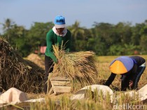 Pemerintah Mau Serap Beras Petani hingga 2,5 Juta Ton di Awal 2026