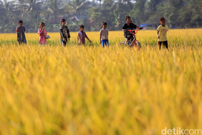 Petani melakukan panen di Desa Rancaseneng, Kecamatan Cikeusik, Pandeglang, Banten, Selasa (28/7/2020). Sebanyak 400 hektar sawah panen dengan baik.