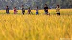 Wow! 400 Hektar Sawah di Cikeusik Panen Raya