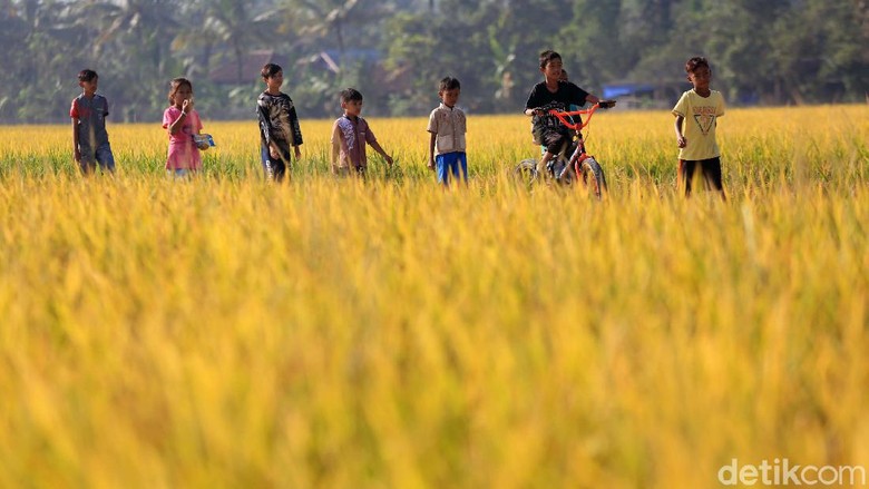 Wow! 400 Hektar Sawah di Cikeusik Panen Raya Petani melakukan panen di Desa Rancaseneng, Kecamatan Cikeusik, Pandeglang, Banten, Selasa (28/7/2020). Sebanyak 400 hektar sawah panen dengan baik.