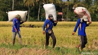 Para petani membawa karung-karung berisi gabah yang baru dipanen.