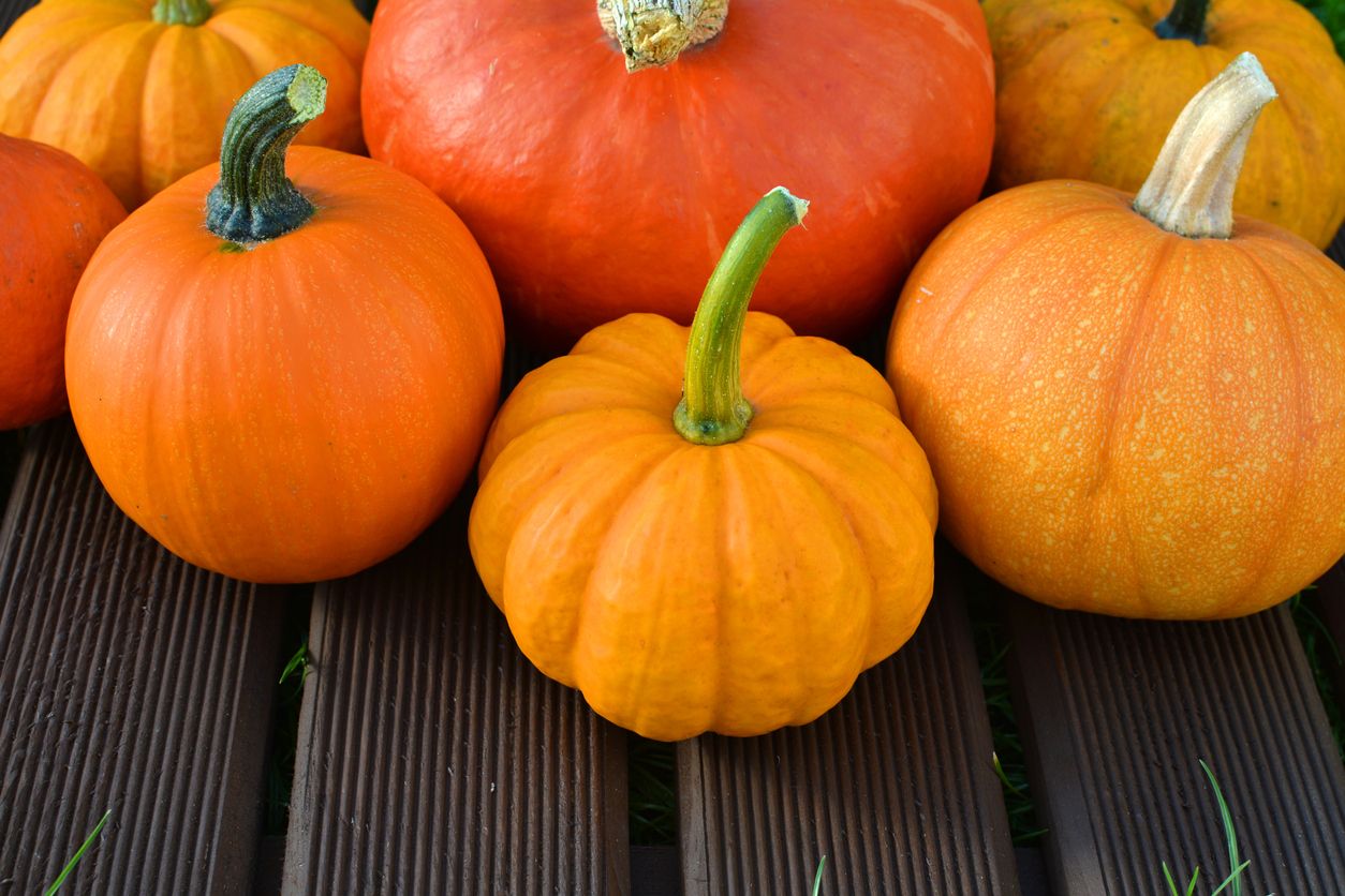 Closeup of various pumpkins on wooden background