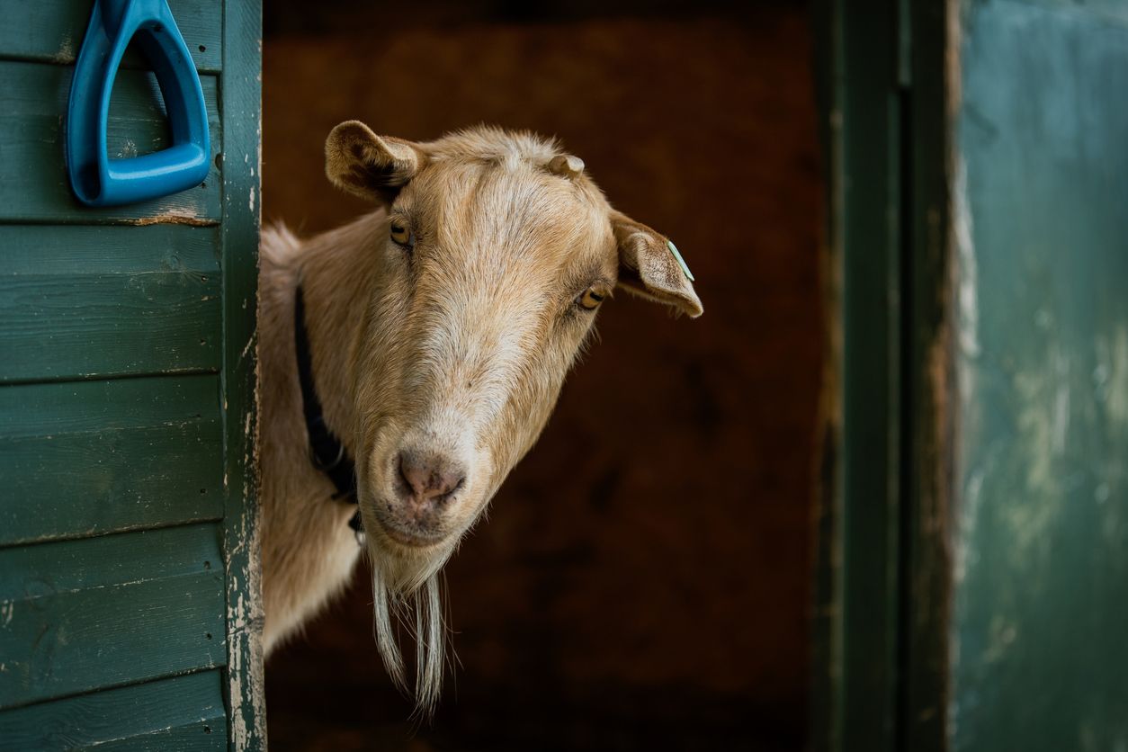 Cara membersihkan kepala kambing