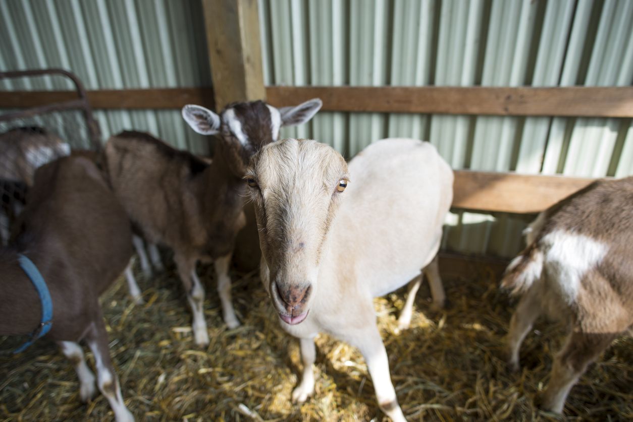 Cara membersihkan kepala kambing