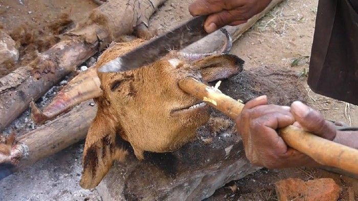 Cara membersihkan kepala kambing