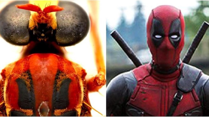Deadpool, Loki hingga Black Widow: Nama-nama serangga baru di Australia