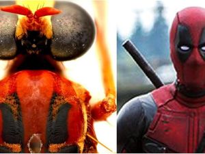 Terinspirasi Marvel, Deadpool hingga Loki Jadi Nama Spesies Serangga Baru