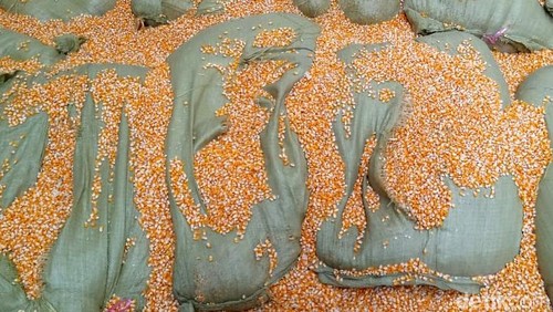 Ada-ada saja modus baru penyelundupan narkoba jaringan internasional berjenis sabu-sabu ini. Kini sabu seberat 200 kg diselundupkan dalam karung Jagung dan berada di gudang Bekasi. Begini potretnya.