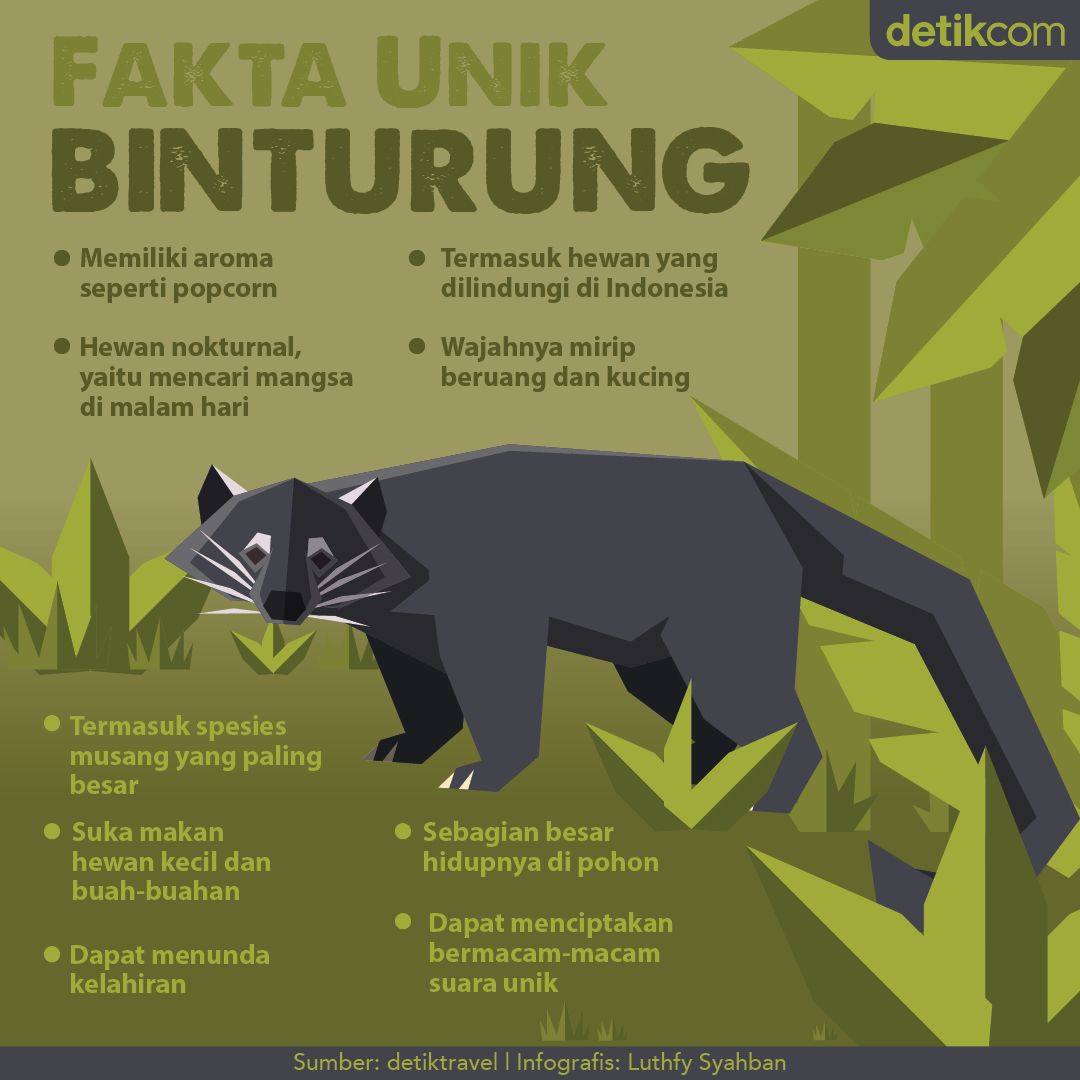 Hewan yang diduga menjadi pengisap darah ternak di Taput itu disebut masuk dalam keluarga musang yang belakangan diketahui adalah binturung.