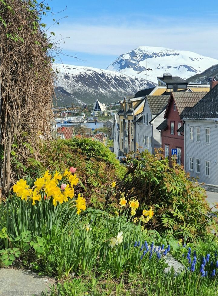 Kota Bunga Tromso