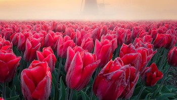 Karya finalis @nick_skeyes dari Belanda. Foto: Agora Images