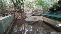 Mata air Cibarani berada di tengah Hutan Pasarean, Desa Nagarapageuh, Kecamatan Panawangan, Ciamis. Mata air ini dipercaya mampu menyembuhkan aneka penyakit. (Dadang Hermansyah/detikcom)