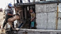 Setelah diperiksa dan dinyatakan sehat, hewan-hewan kurban tersebut bersiap untuk dikirim ke Pulau Seribu untuk disembelih pada Hari Raya Idul Adha nanti.