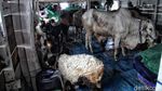 Menengok Pengiriman Hewan Kurban ke Pulau Seribu Jelang Idul Adha