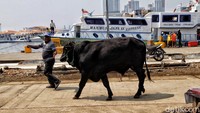 Seorang warga menggiring hewan kurban yang akan dikirimkan ke Pulau Seribu di kawasan Dermaga Kali Adem, Muara Angke, Jakarta Utara, Rabu (29/7/2020).