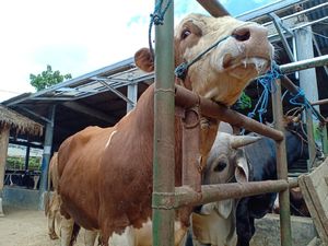 1.456 Hewan Kurban Ditemukan Sakit-Tak Cukup Umur Dijual di Bandung Barat