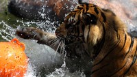 Kegiatan tersebut diadakan untuk memberikan dukungan pada program perlindungan habitat dan konservasi.