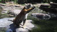 Hal tersebut juga dilakukan agar harimau terhindar dari kepunahan.