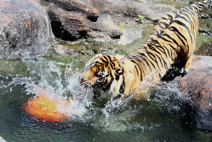 Seekor harimau Sumatra  (Panthera tigris sumatrae) yang diberi nama Bayu berusaha menggapai makanan yang diberikan untuknya dalam Peringatan Hari Harimau Sedunia di Jatim Park 2, Batu, Jawa Timur, Rabu (29/7/2020). Kegiatan tersebut diadakan untuk memberikan dukungan pada program perlindungan habitat dan konservasi harimau agar terhindar dari kepunahan. ANTARA FOTO/Ari Bowo Sucipto/aww.