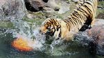 Tahu Engga? Hari Ini Peringatan Harimau Sedunia Lho