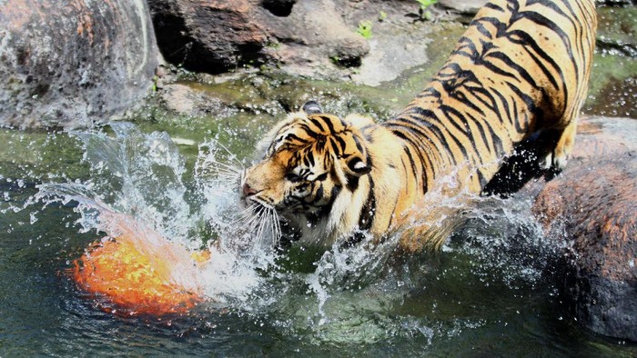 Seekor harimau Sumatra  (Panthera tigris sumatrae) yang diberi nama Bayu berusaha menggapai makanan yang diberikan untuknya dalam Peringatan Hari Harimau Sedunia di Jatim Park 2, Batu, Jawa Timur, Rabu (29/7/2020). Kegiatan tersebut diadakan untuk memberikan dukungan pada program perlindungan habitat dan konservasi harimau agar terhindar dari kepunahan. ANTARA FOTO/Ari Bowo Sucipto/aww.