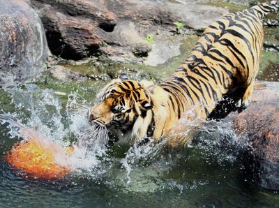 Tahu Engga? Hari Ini Peringatan Harimau Sedunia Lho