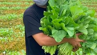 Sambil mengenakan masker, Putra panen sayuran hijau yang segar. Jumlahnya melimpah banget ya? Foto: Instagram putrasiregarr17