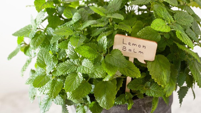lemon balm (melissa) herb in flowerpot with name tag