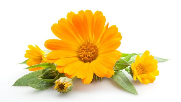 Calendula. Flowers with leaves isolated on white