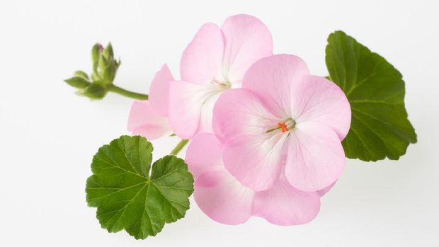 Beautiful light pink geranium