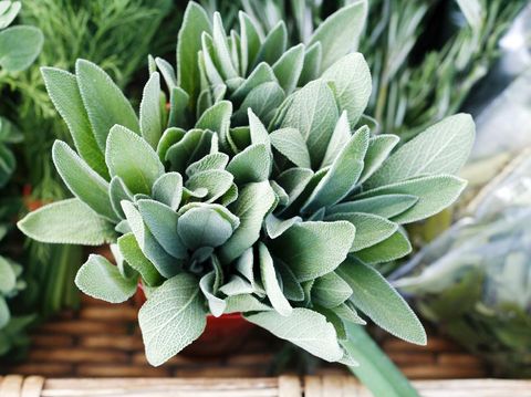 Fresh sage and other herbs on display at a farmer's market.