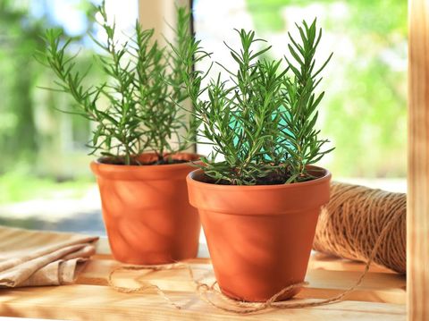Pots with rosemary on table