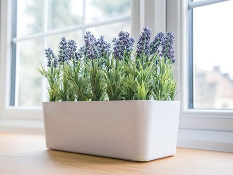 lavender flowers on windowsill