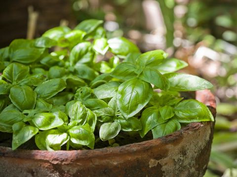 Selective focus image of some green basil plants in an old terracotta pot.