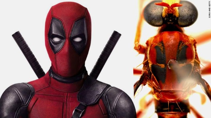 Unik, Spesies Baru di Australia Dinamai Tokoh Marvel