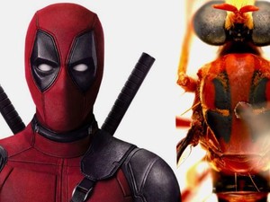 Unik, Spesies Baru di Australia Dinamai Tokoh Marvel