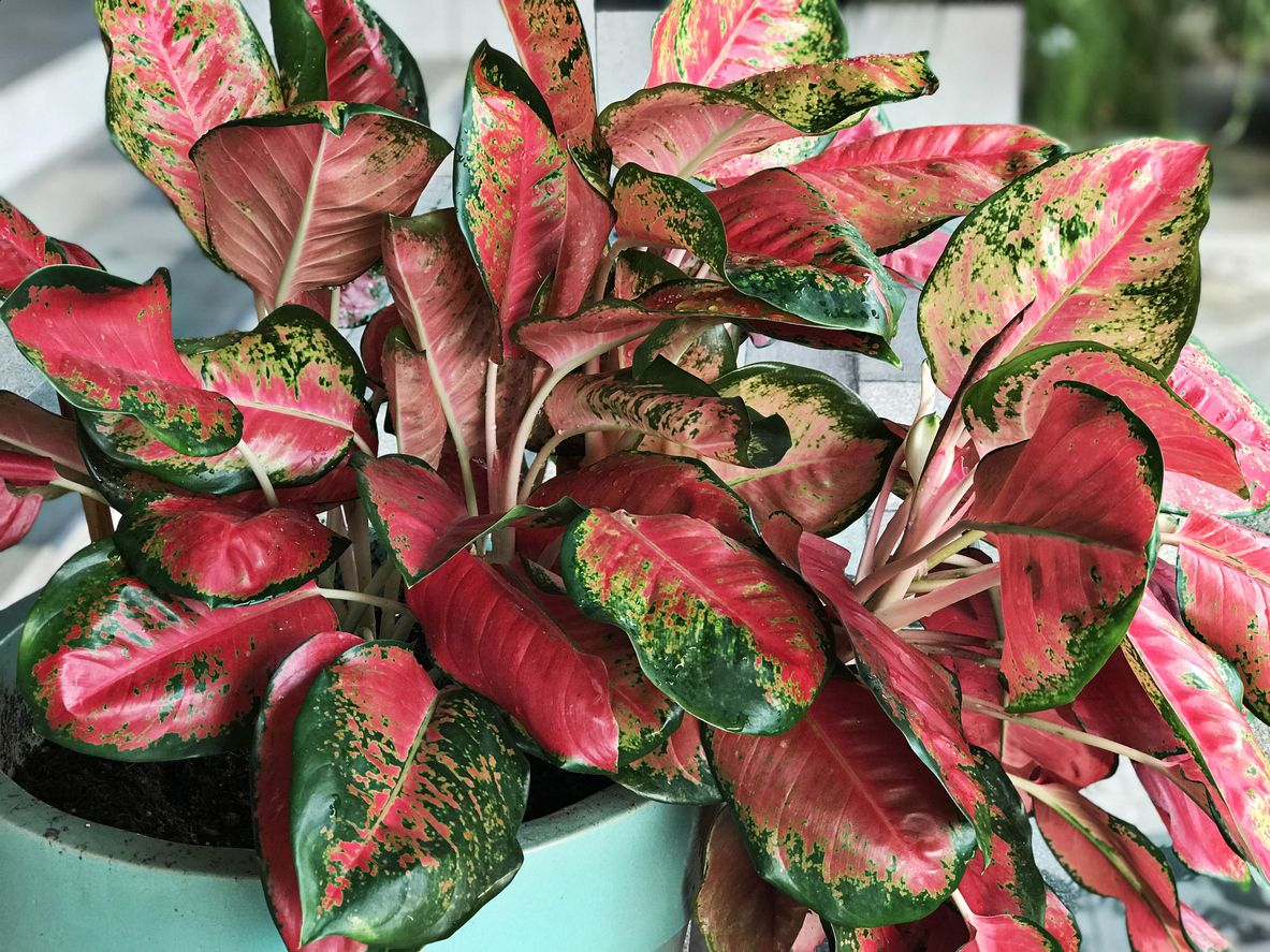 10 Jenis Aglaonema Paling Populer, Banyak yang Cari - Jenis Tanaman Hias Paling Populer